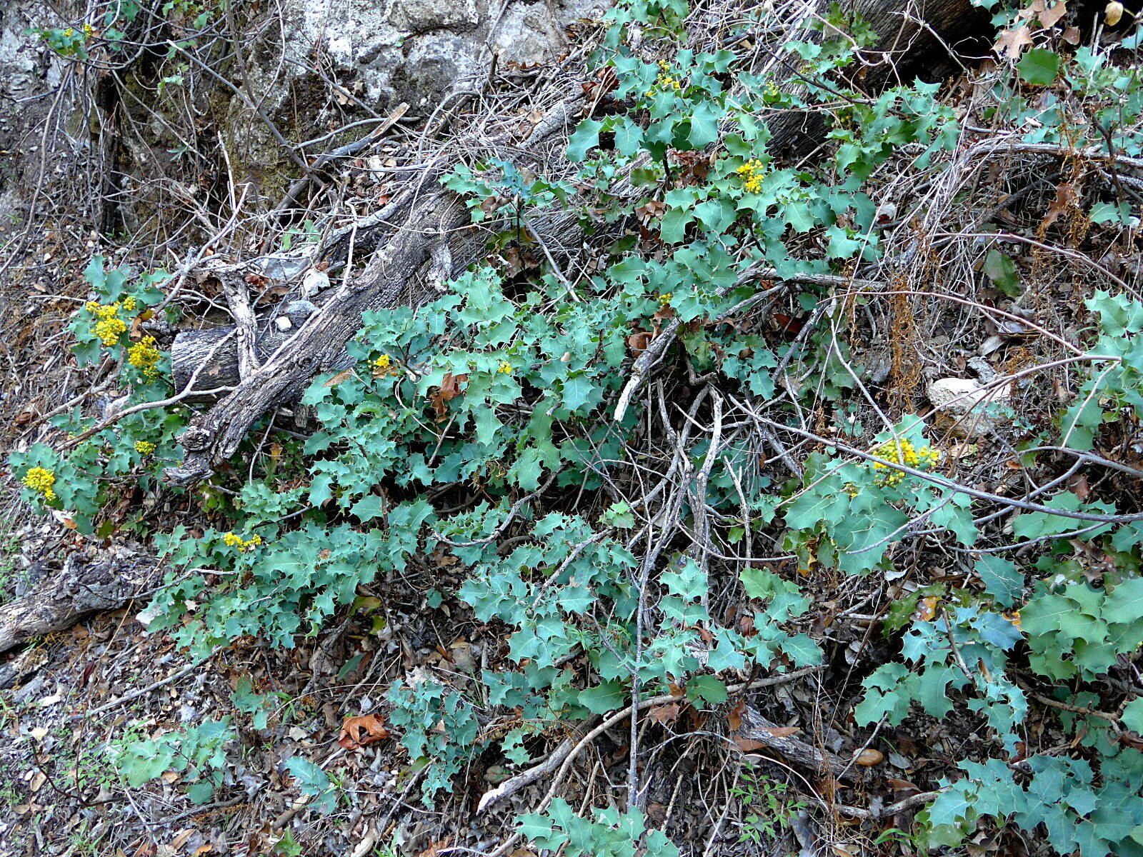 High Resolution Berberis pinnata Plant